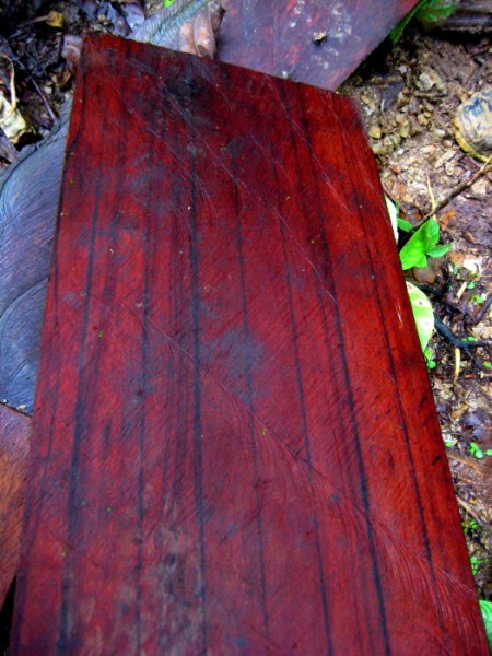 IMG_0909a Could this be the finest hardwood suitable for musical instruments discovered in years!